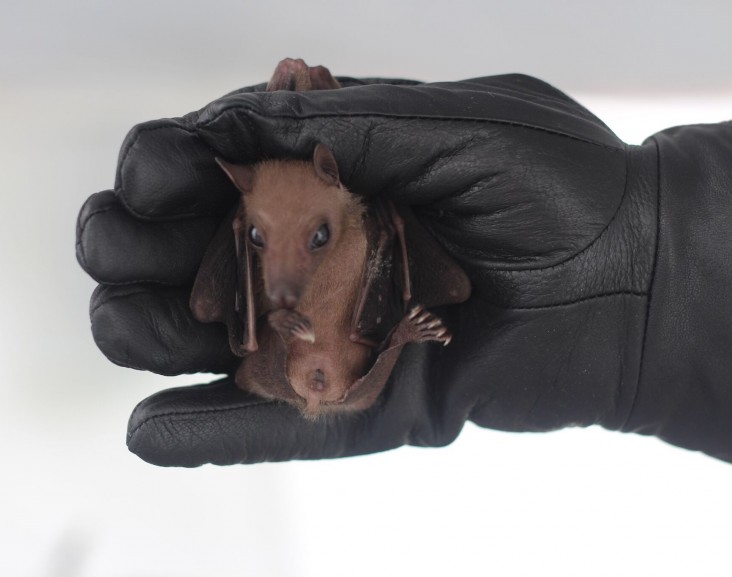 The Center for Molecular Dynamics Nepal collects bat DNA as part of efforts to prevent wildlife and human disease.