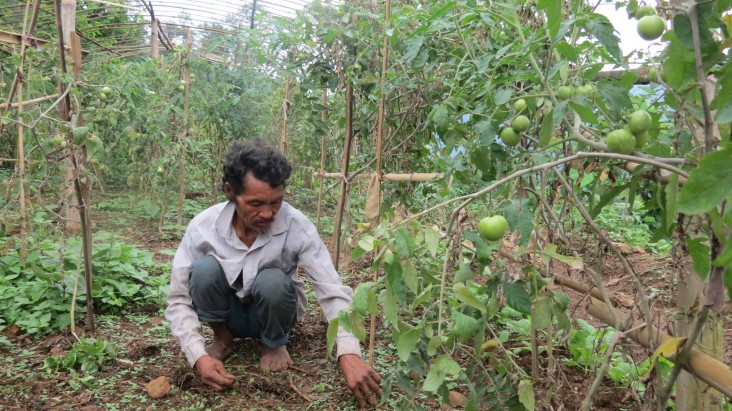 Nepali farmer growing tomatoes