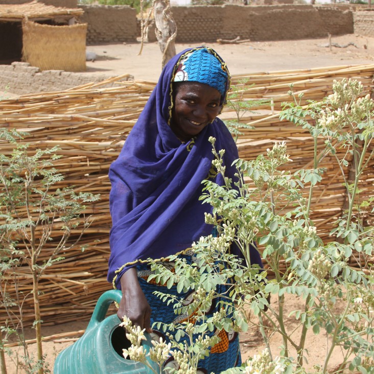 Nigerien woman in her moringa garden