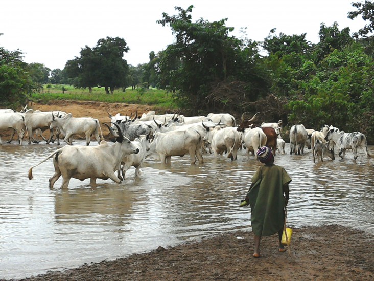 Of the 25 million Fulani in West Africa, about a third continue to live a traditional semi-nomadic lifestyle of herding cattle.
