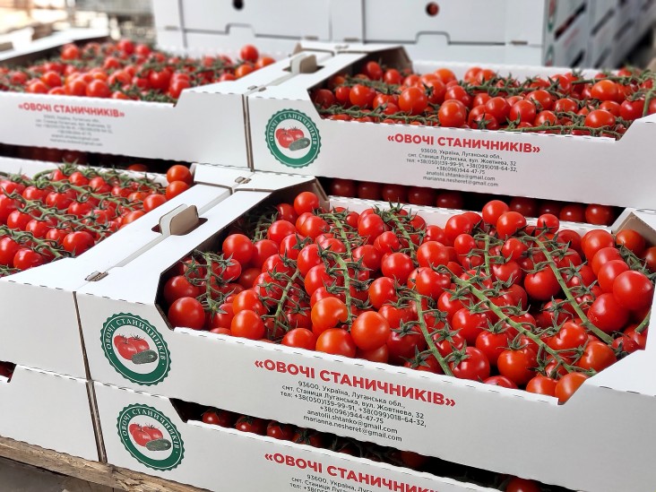 Tomatoes grown by the Ovochi Stanychnykiv Vegetable Cooperative in eastern Ukraine for sale in supermarket.