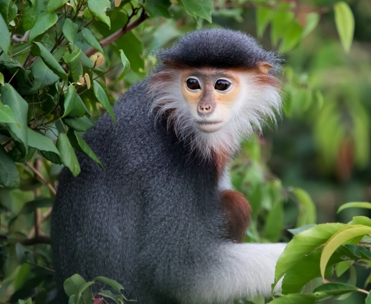 A red-shanked douc langur spotted in Son Tra Peninsula, Danang, Vietnam.