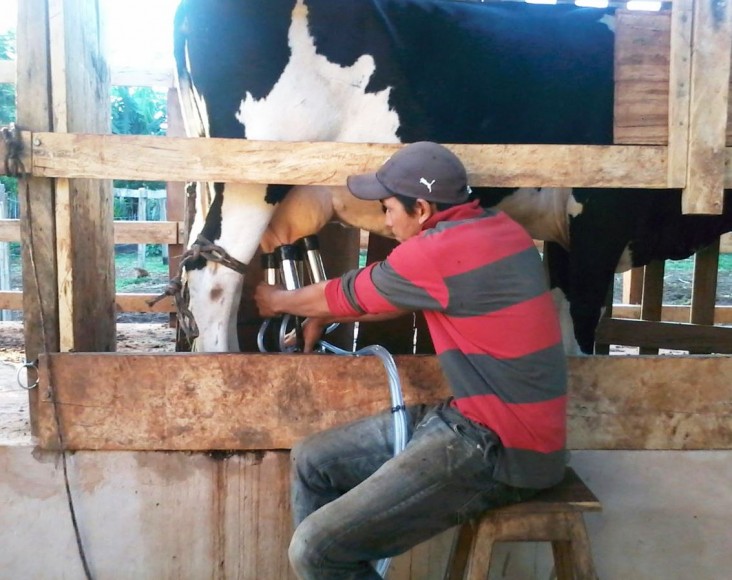 A member of Cooperative Liberación Norte milks his cow.