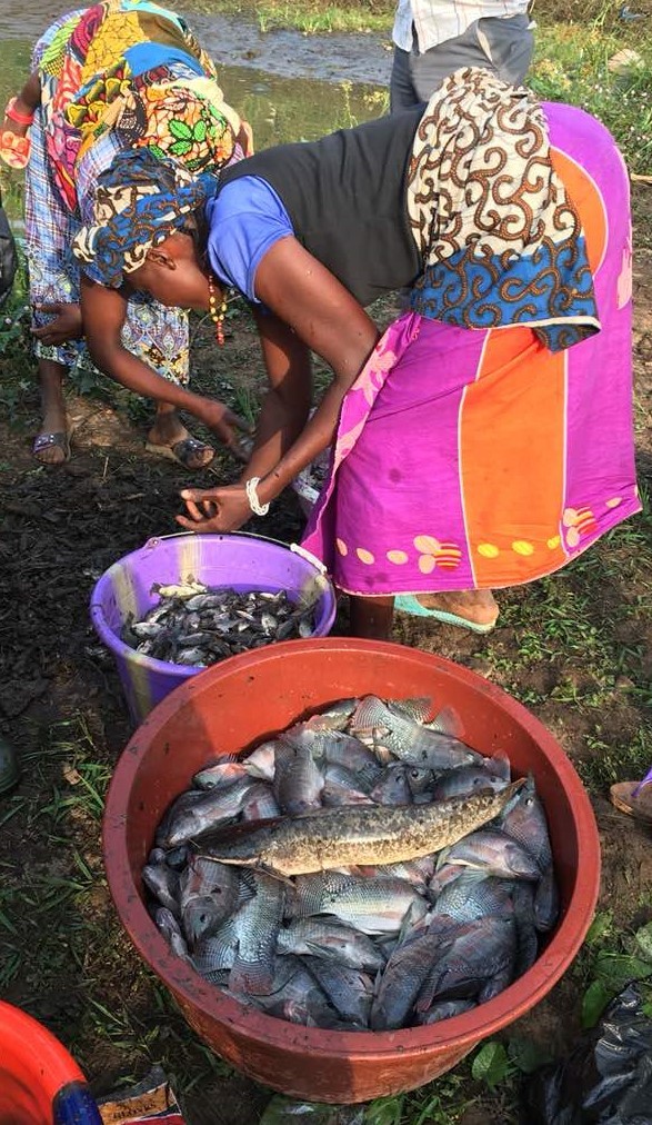 USAID is working to help transform fish-farming into income earning business for small scale farmers in Sierra Leone. 