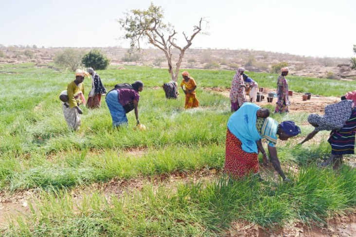 Aissata and village women using market gardening techniques they learned in Farmer Field and Business Schools