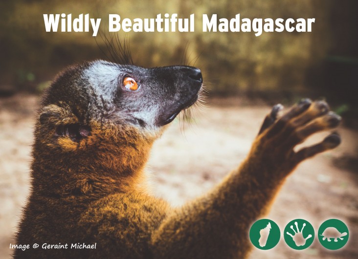 A postcard showing a lemur with the words Wildly Beautiful Madagascar. 