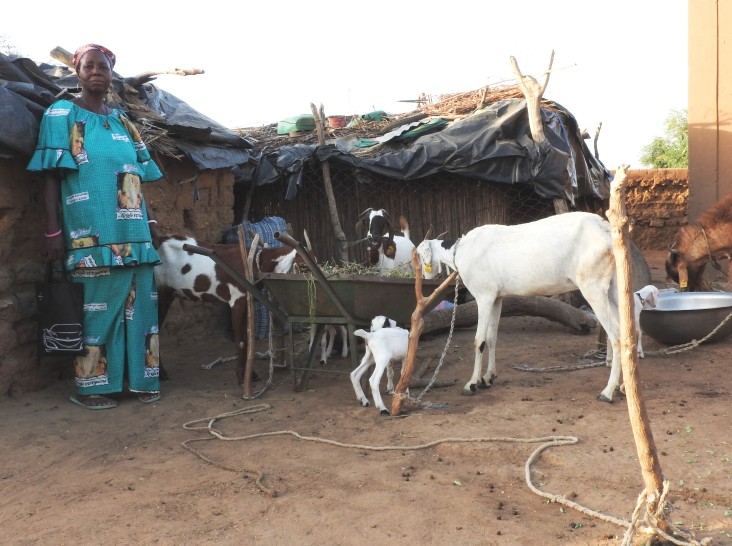 Haro Tissa shows off the goats she raised through habbanayé, a local practice of loaning a breeding animal to a neighbor in need.