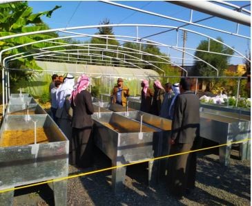 Staff at a Raqqa nursery receive training on how to cultivate olive seedlings.
