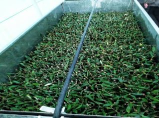Olive seedlings flourishing. Over 65,000 seedlings were ready to be planted by April 2020.