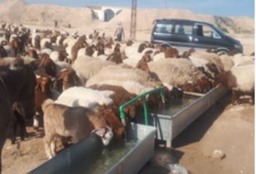  Sheep drinking from one of the rehabilitated water wells in Deir ez-Zor.