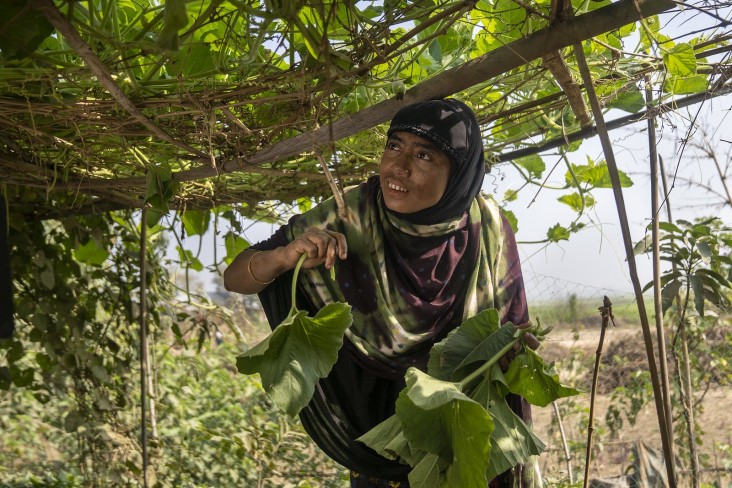 Tahmina Begum collects gourd leaves in her vegetable garden. 