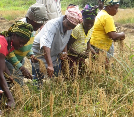 USAID agriculture programs help farmers in Liberia access technologies that improve their yields and incomes 