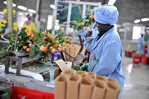 Photo of packing flowers for export