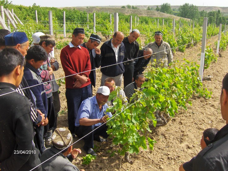 Farmers participate in grape grafting training 