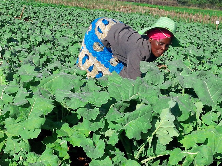 Shuvai Manjemure tends to vegetables in her garden.