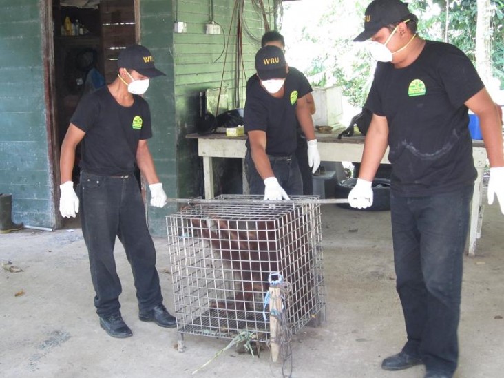 Photo of workers carrying a cage with chickens inside.