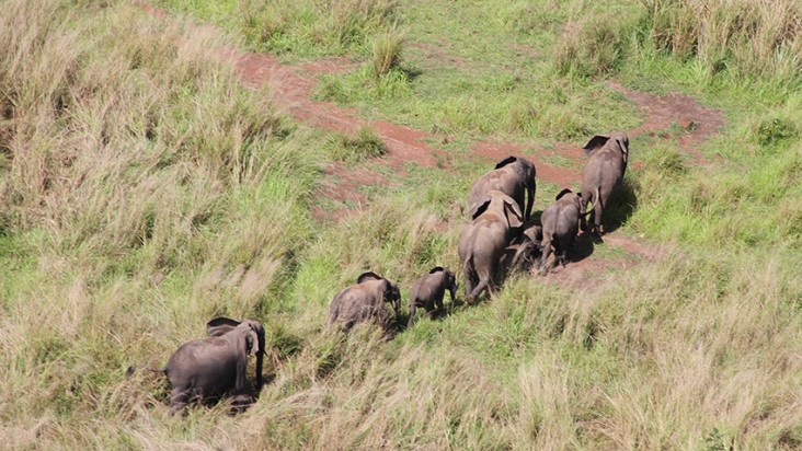 The Early Warning Network of radios now helps to track and report environmental security threats, including elephant poaching in Garamba National Park.