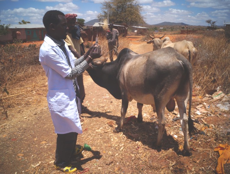 Golicha Abduba, a community animal health worker, vaccinates animals in Bokola kebele. 