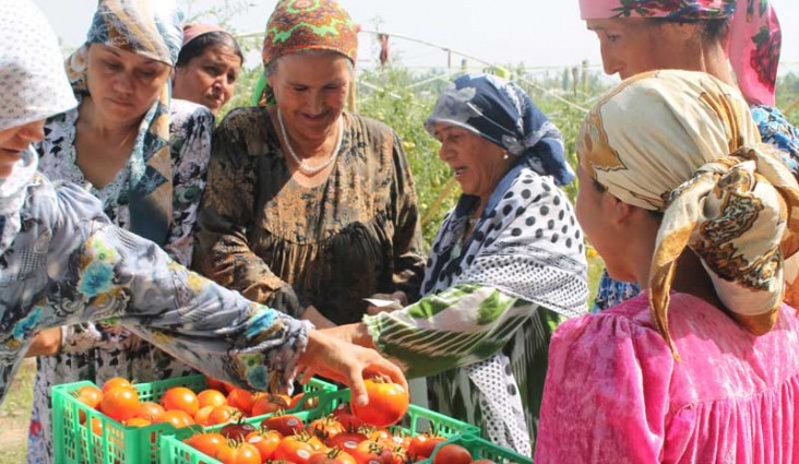 Women from the Khatlon province in Tajikistan admire the tomatoes they harvested from their greenhouses, constructed as part of the USAID Family Farming Program.