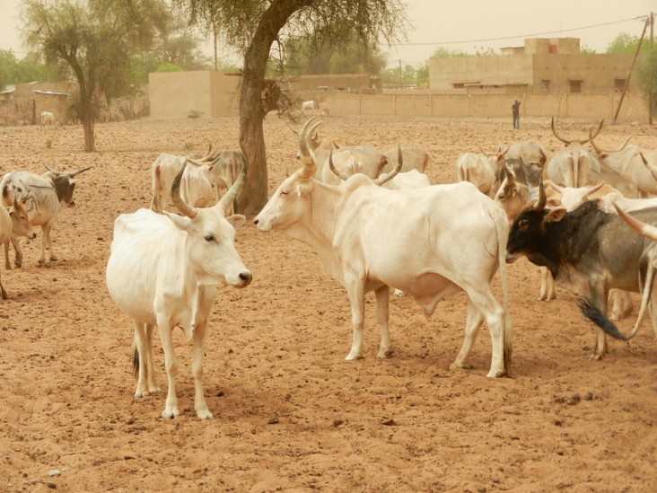 Livestock interventions protect livelihoods of drought-affected households in Mali.