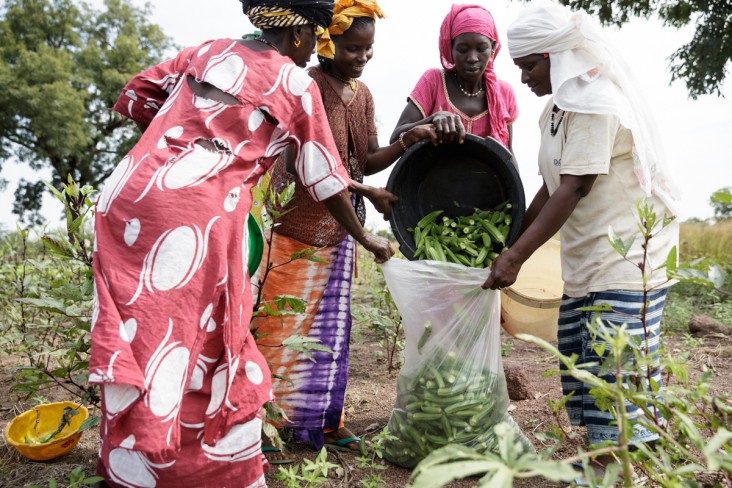 A group of women harvesting crops