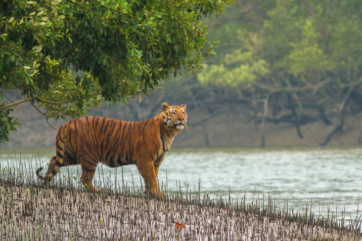 Hope for Tigers in Bangladesh