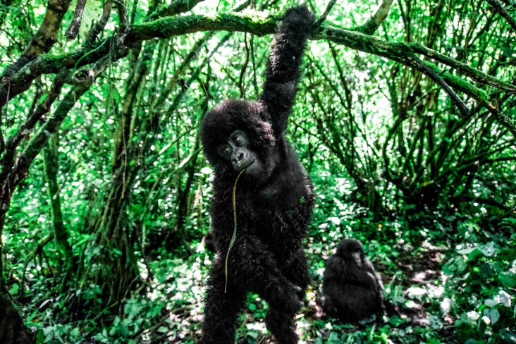 Young mountain gorilla in Virunga National Park, DRC