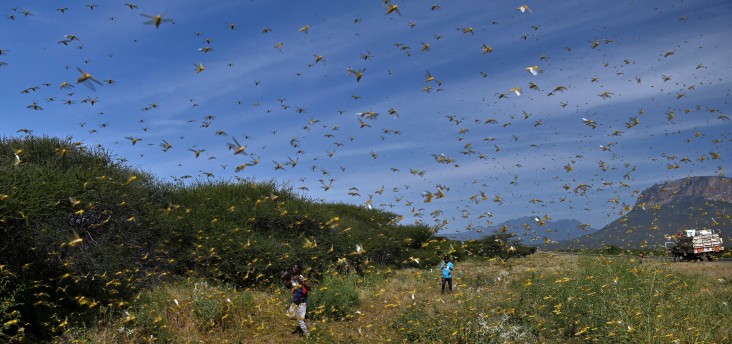 Swarm of mature desert locusts in Kenya.