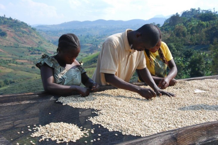 A group of farmers who received support as part of the USAID-funded coffee value chains activity in South Kivu.  Through this activity, the coffee cooperatives supported by USAID learned how to improve the production of coffee cherries from harvesting to delivery to international buyers. 