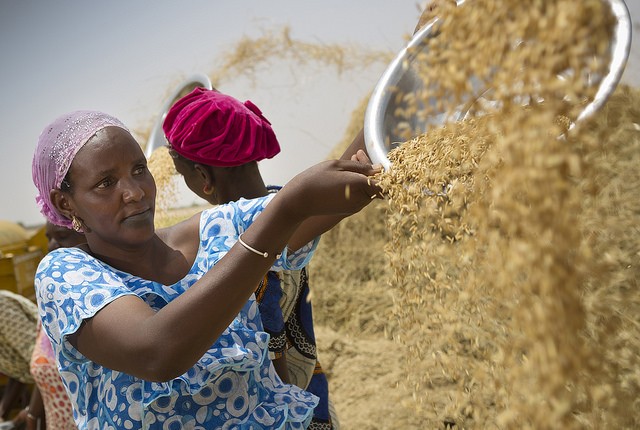 Bineta Dioum Bam, the president of a local women’s group, winnows rice – a main staple in Senegal – in a newly irrigated perimeter in the country’s north. 