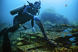 A MERIP staff diver and project beneficiary tending to the underwater coral farm. 