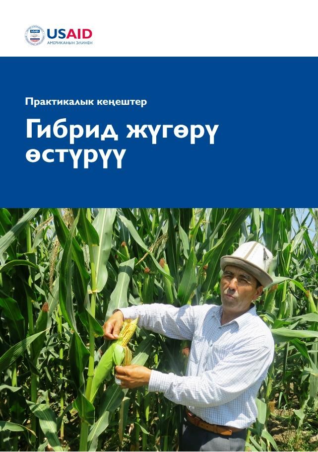 Cover of a manual in Kyrgyz language on growing hybrid corn.