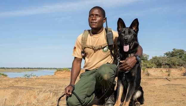 Game ranger Peter Tembo with his partner, Lego. Part of the USAID-funded Canine Detection Team fighting wildlife trafficking in Zambia’s Lower Zambezi National Park. Photo courtesy of Conservation Lower Zambezi.