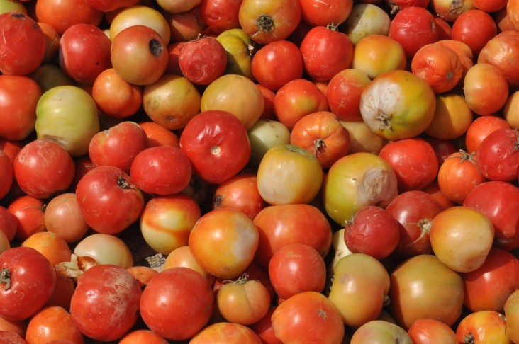 Garden tomatoes