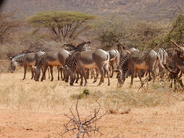 Conservation efforts are paying off for Grevy's Zebras