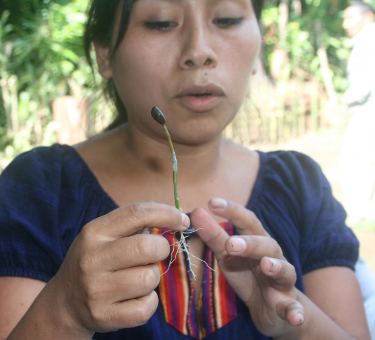 Rosita Juárez demonstrates grafting disease-resistant coffee seedlings