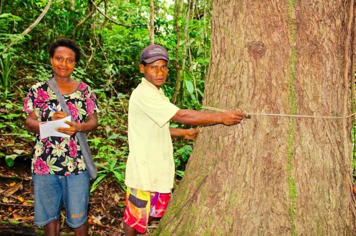 Two Urumarave villagers measure a tree in the conservation area of their village in Papua New Guinea. 
