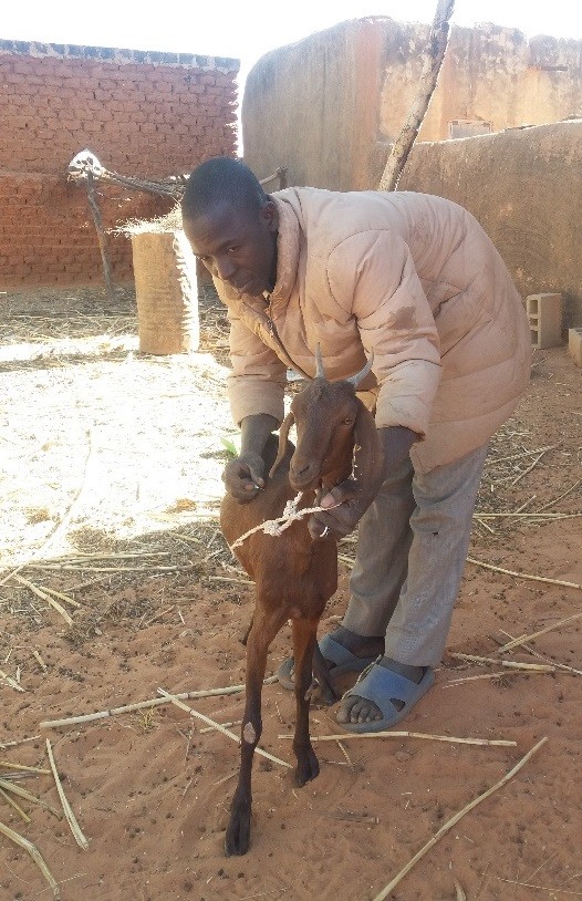 Oumar Guindo treats a goat at Doundé village, Mopti region. 