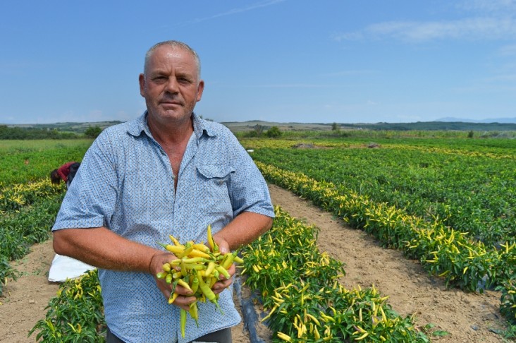 Turning New Chili Pepper Crop Into Commercial Business