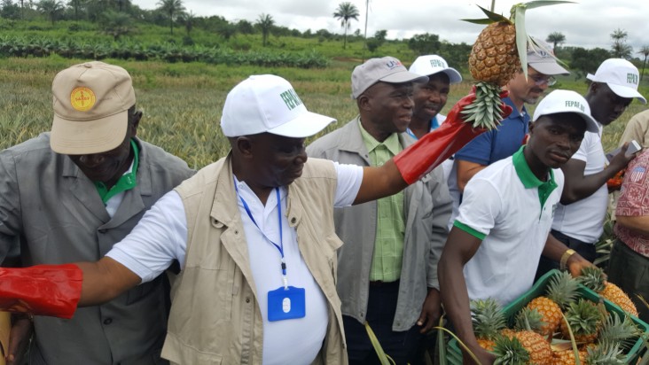 The Federation of Fruit Planters of Lower Guinea is composed of 1,052 fruit producers, including 209 women. FEPAF-BG expects to produce more than 50 000 tons in the near future