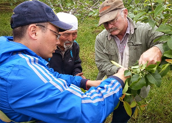 Эксперт Росс Пенхаллегон обучает Иссык-кульских фермеров, как правильно проводить обрезку фруктовых деревьев