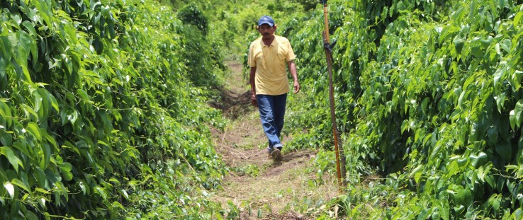 A farmer in San Rafael walks through a farm of trellised yams.