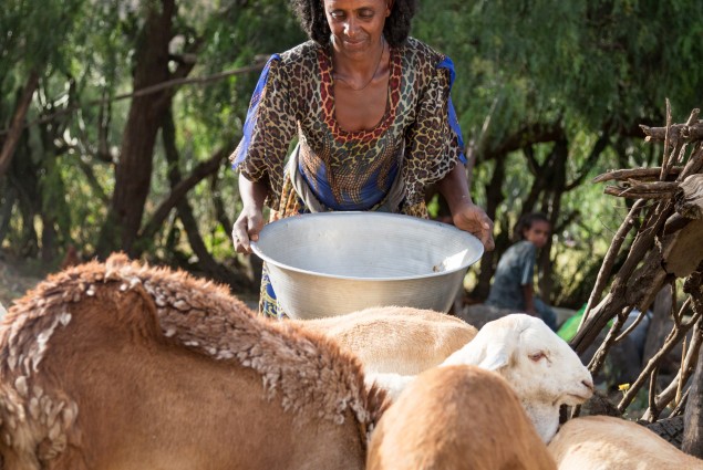 Diversified income. Thanks to USAID, Tumay Ashebir and his wife Alem Tekle and their family are engaged in everything from sheep rearing and fattening to producing vegetables, grains, and honey. They even run a small transportation business with their mule cart. Their assets, which now include 21 sheep, 10 cattle, a cart, beehives, and a year's worth of food in storage, continue to grow.
