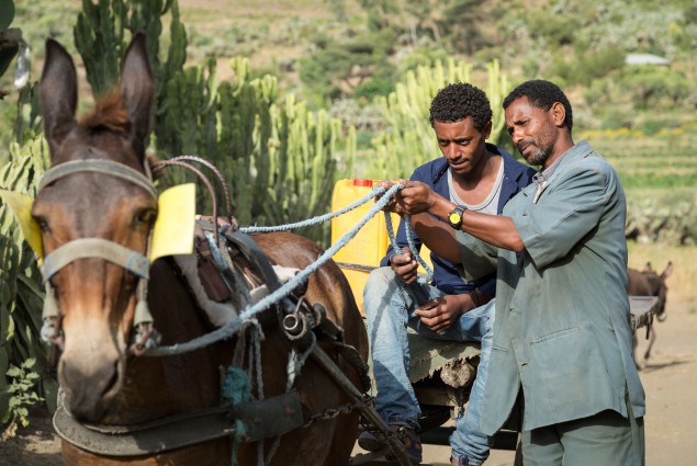 Diversified income. Thanks to USAID, Tumay Ashebir and his wife Alem Tekle and their family are engaged in everything from sheep rearing and fattening to producing vegetables, grains, and honey. They also have a garden and run a small transportation business with their mule cart. Here, Tumay works with his son and their mule cart. Their assets, which now include 21 sheep, 10 cattle, a cart, beehives, and a year's worth of food in storage, continue to grow.
