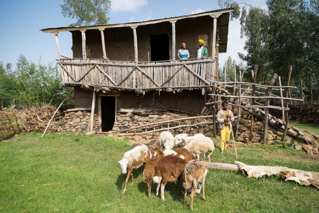 Misaye Akele and her husband Getachew Tadesse on the porch of their house. One of their sons, below, minds the sheep. Like many USAID beneficiaries, Misaye and Getachew feel that the greatest changes to their lives and livelihood have come about as a result of USAID's training on gender. By stepping out of traditional gender roles and working together, they are not only happier, but also better off. This year they put much of their extra income into building the family a new house.