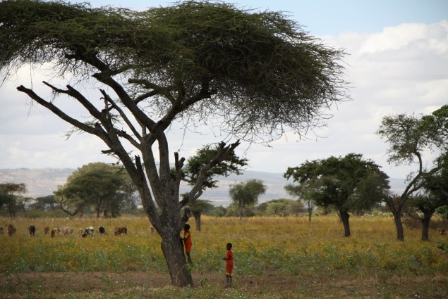 Boys in an Acacia Tree