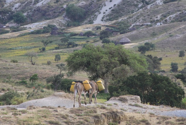 Donkeys Carrying Water