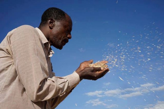 Farmer Melese Tsegaye blows to clean and select Kingbird variety wheat seed for his field. The seed is from the Kulumsa Research Station, Boru Lencha village, Hetosa district, Arsi highlands.