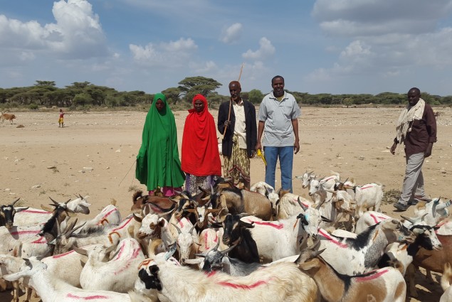 Lack of grazing land caused by drought requires farmers to de-stock some of their animals to buy feed for the rest of their herd. USAID’s pastoralist resilience project is helping to connect them with markets in areas not affected by the drought in order to prevent those animals from staying in the area and exacerbating the grazing problem. Thousands of animals have already been destocked through the USAID’s Pastoralists' Areas Resilience Improvement through Market Expansion activity.