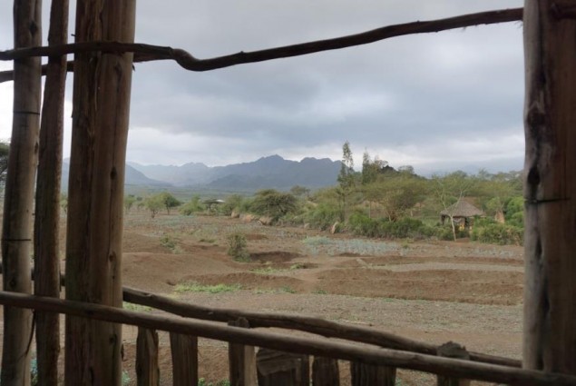 Because of El Niño, rains do not come when needed. Crops dependent on the kiremt summer rains failed in Kobo. As seen in this photo (taken on December 14), Kobo received some rain during what is traditionally the dry season.